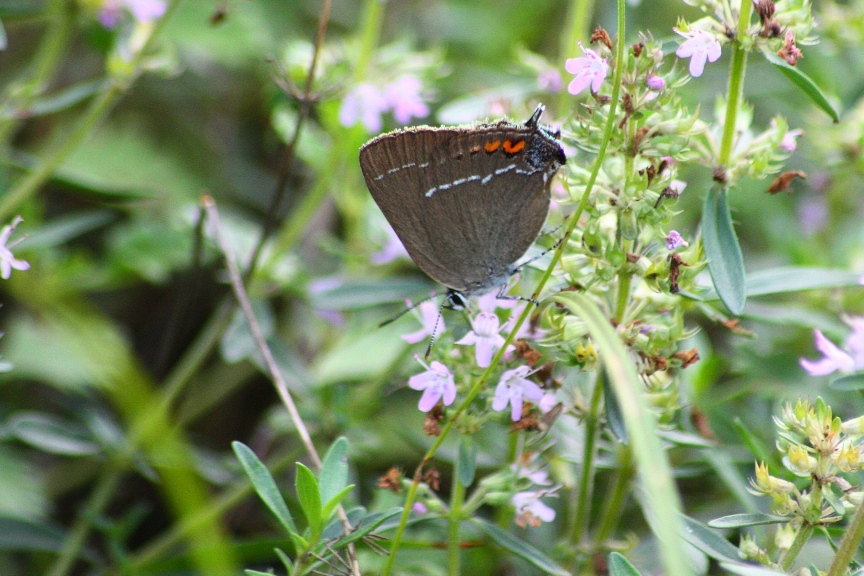 satyrium spini in prima pagina